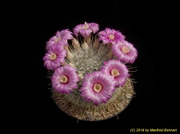 Mammillaria longiflora 974